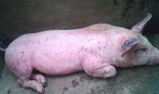 圆环病毒打什么针 猪得了圆环病毒如何治疗