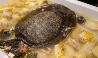 霸王鳖鸡的做法 分享这个菜谱给大家