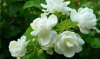 茉莉花几月份种 怎么种植最好