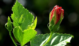 朱槿花怎么种 分享种植朱槿花的三个注意事项