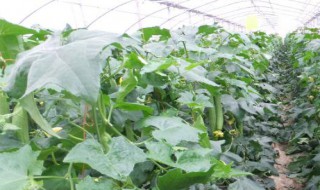 大棚丝瓜几月捂棚 季节不同捂棚时间也不同