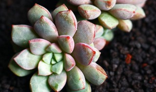 多肉蓝宝石种植技术 做好这三点养出胖嘟嘟植物