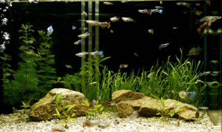 孔雀鱼鱼缸如何改变水的酸性 这两种物质很实用而且见效快