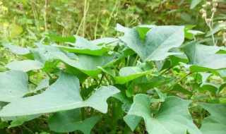 风车叶子是山药的叶子吗 看看你就知道了
