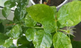 茉莉花叶子干叶子上有黄斑怎么办 教你个小招