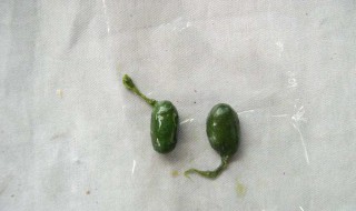 蛇胆的正确吃法 告诉你正确吃蛇胆的方法