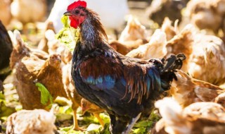 梦见好多鸡什么意思 将要发生什么事情呢