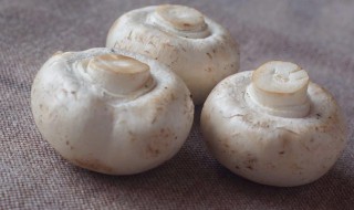 四孢蘑菇的做法 分享黑胡椒双孢菇这道菜