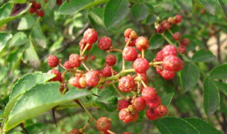 种花椒苗怎样种怎样修剪 有什么注意的！