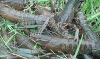 龙虾怎样分辨公母 教你5步判断