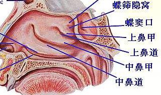 脑筛窦在什么位置 解析生理学位置