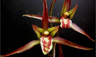 墨兰换盆后怎么浇水 墨兰换盆后要如何养护