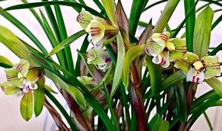 兰花适合室内还是室外 兰花放在室内好吗