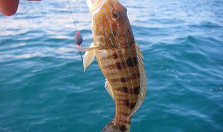 大蒜钓鱼技巧 如何用大蒜钓鱼？