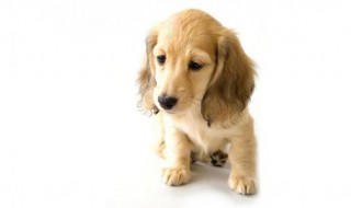 金毛犬嘴长是什么原因 到底为什么