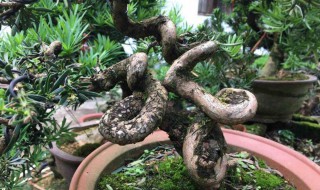 盆景的弯忌什么 拿弯四大忌讳