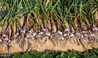 河北几月份种蒜 河北农作物生长周期