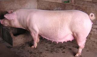 怀孕母猪付红体什么症状 应该怎么预防