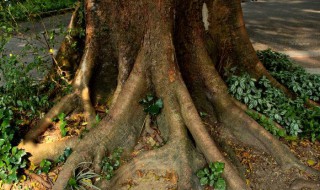 杀死大树根的方法 四种方法任你选