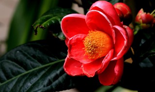 大叶海棠花有毒吗 哪些大叶海棠有毒性