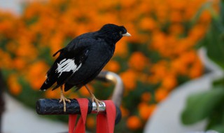 八哥有几种颜色 常见八哥的品种颜色