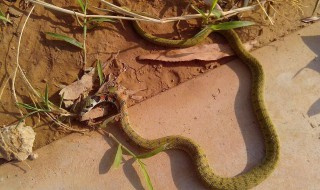 门口遇见蛇是啥征兆 出门遇见蛇是什么预兆吗