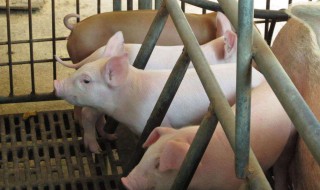 下小猪没奶怎么喂 尝试用替代品