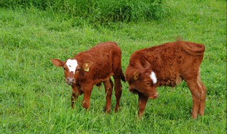 牛拉稀怎么治疗 牛的健康需要关注