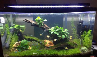 开缸初期水浑浊怎么办 告诉你水质浑浊及其解决方法