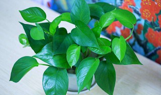 家中绿萝风水摆放禁忌 快来看看