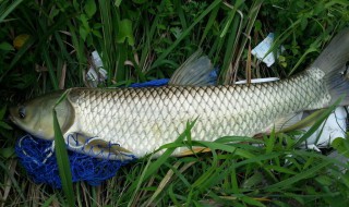 草鱼哪个月生长最快 对鱼塘和水体有什么要求