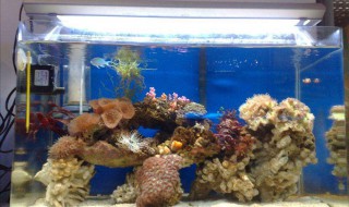 冬天鱼缸怎么保温 生活小助手教你