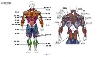 胸中缝的训练方法 有什么方法呢？