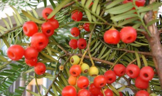 红豆杉怎么养才能结果 旺盛生长呢