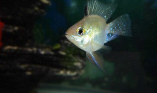 凤凰球鱼如何繁殖 这三个要点你要收藏起来