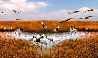 盐城湿地世界遗产具体位置 盐城湿地在哪里