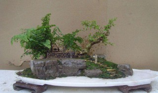 盆景伤口怎么处理 有以下这些技巧