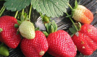 草霉的种植技术 美食自己种植