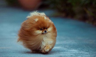 博美犬吃什么食物 下面可以来看一看