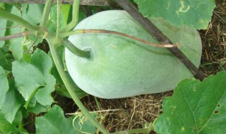 冬瓜搭配禁忌 冬瓜与哪些食物相克