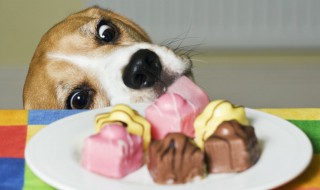 狗吃木糖醇会死吗 大家可以了解一下