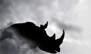 灰犀牛是什么意思 下面给大家介绍