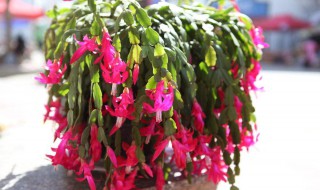 蟹爪兰怎么修剪开花多 给大家介绍一下