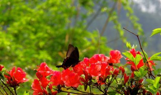 花开山岗红艳艳原唱 你知道了吗