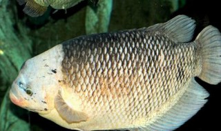 小罗非鱼闹窝怎么办 教你如何阻止小罗非鱼闹窝的方法