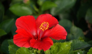 白糖放水里泡扶桑花可以生根吗 给大家具体介绍