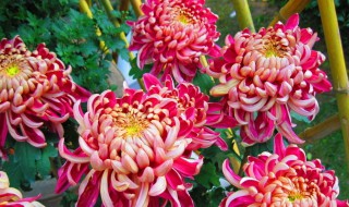 9月份菊花怎么养 秋天如何养好菊花