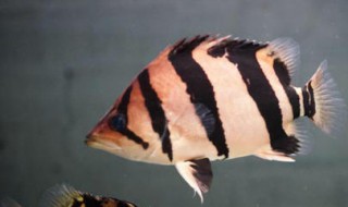 印尼虎鱼怎么养 教你如何养印尼虎鱼