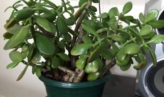 玉树小苗怎么养 教你小妙招让嫩叶长的多又快