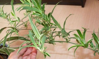 百万心吊兰的养殖方法 百万心怎么养殖？